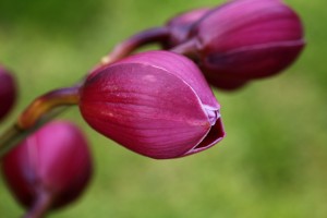 Rich Pink Orchid Buds